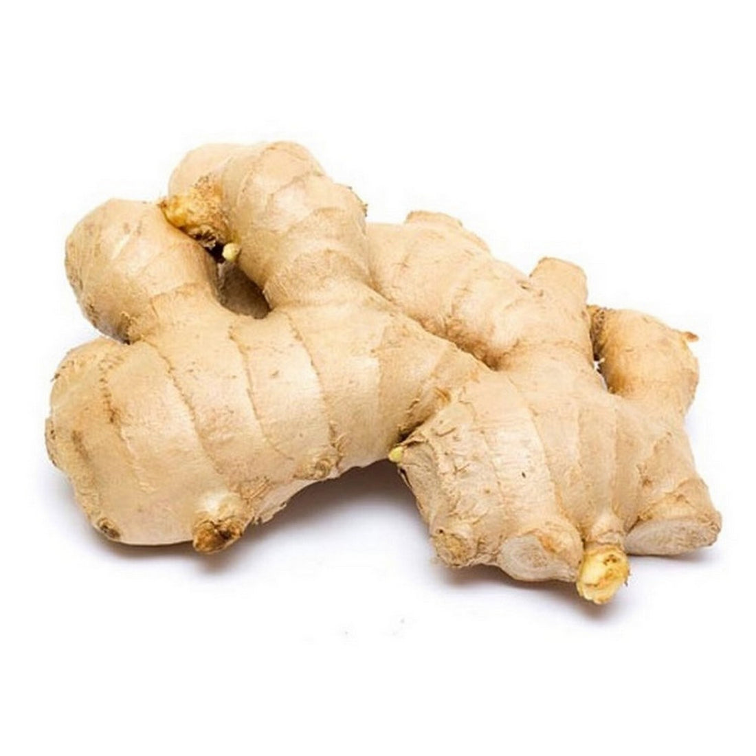 GINGER - Wholesale
