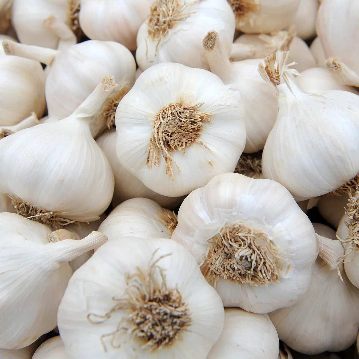 GARLIC - Wholesale