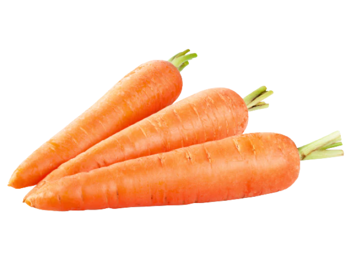 CARROT CHINA