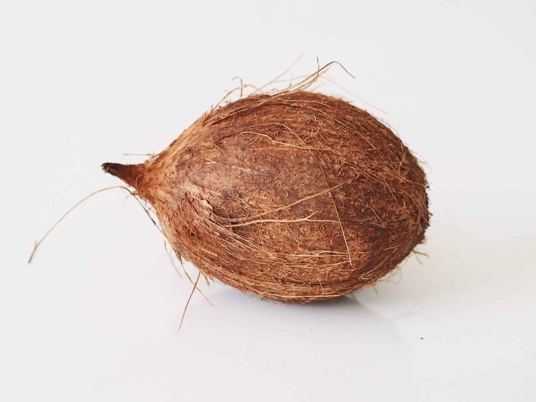 COCONUT INDIA - Wholesale