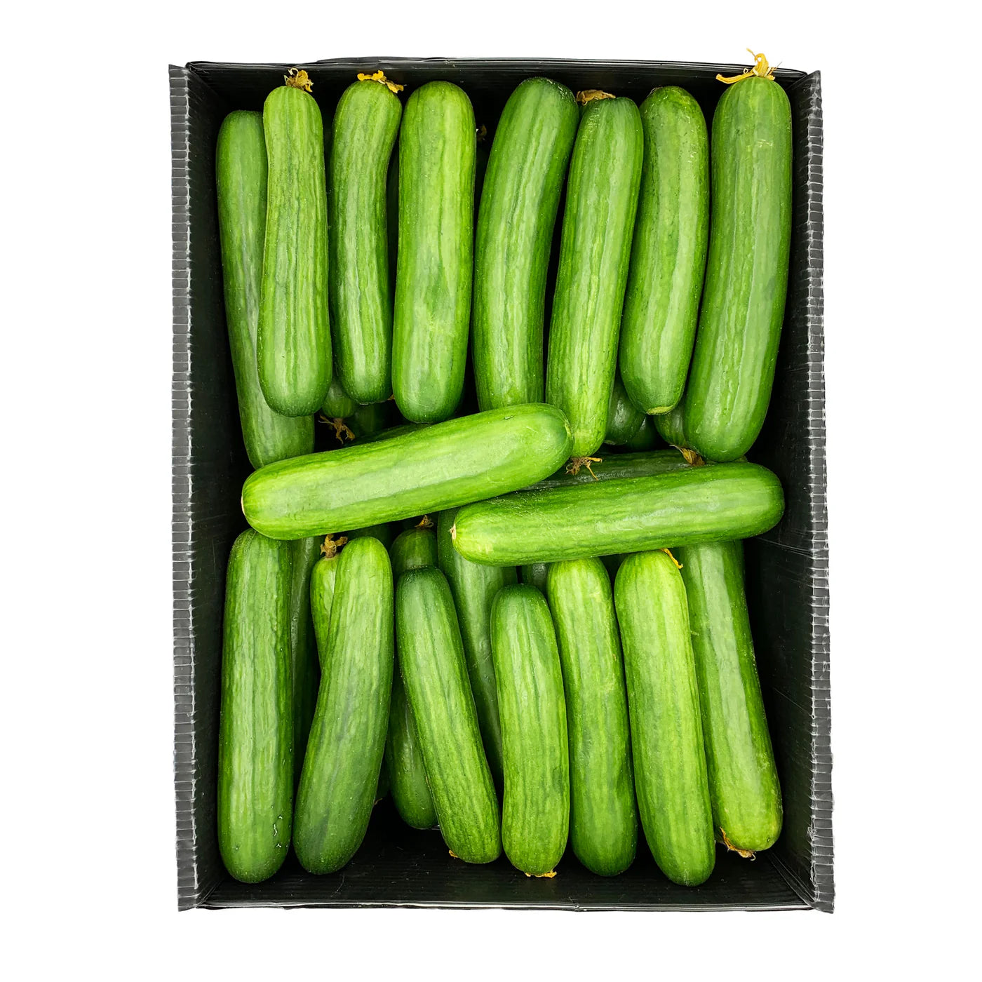 CUCUMBER 18KG BOX - Wholesale