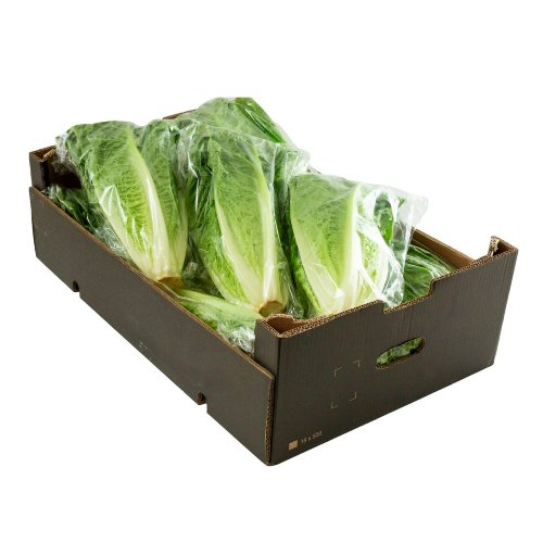 LETTUCE (KASS) 16 PCS / APPROX 400g PER PCS  - Wholesale