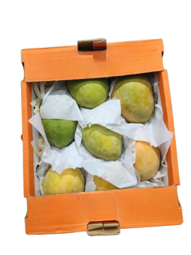 MANGO NAOMI EGYPT - TRAY
