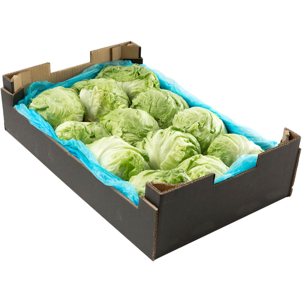 LETTUCE ICEBERG 10PCS approx: 500g/ pcs   - Wholesale