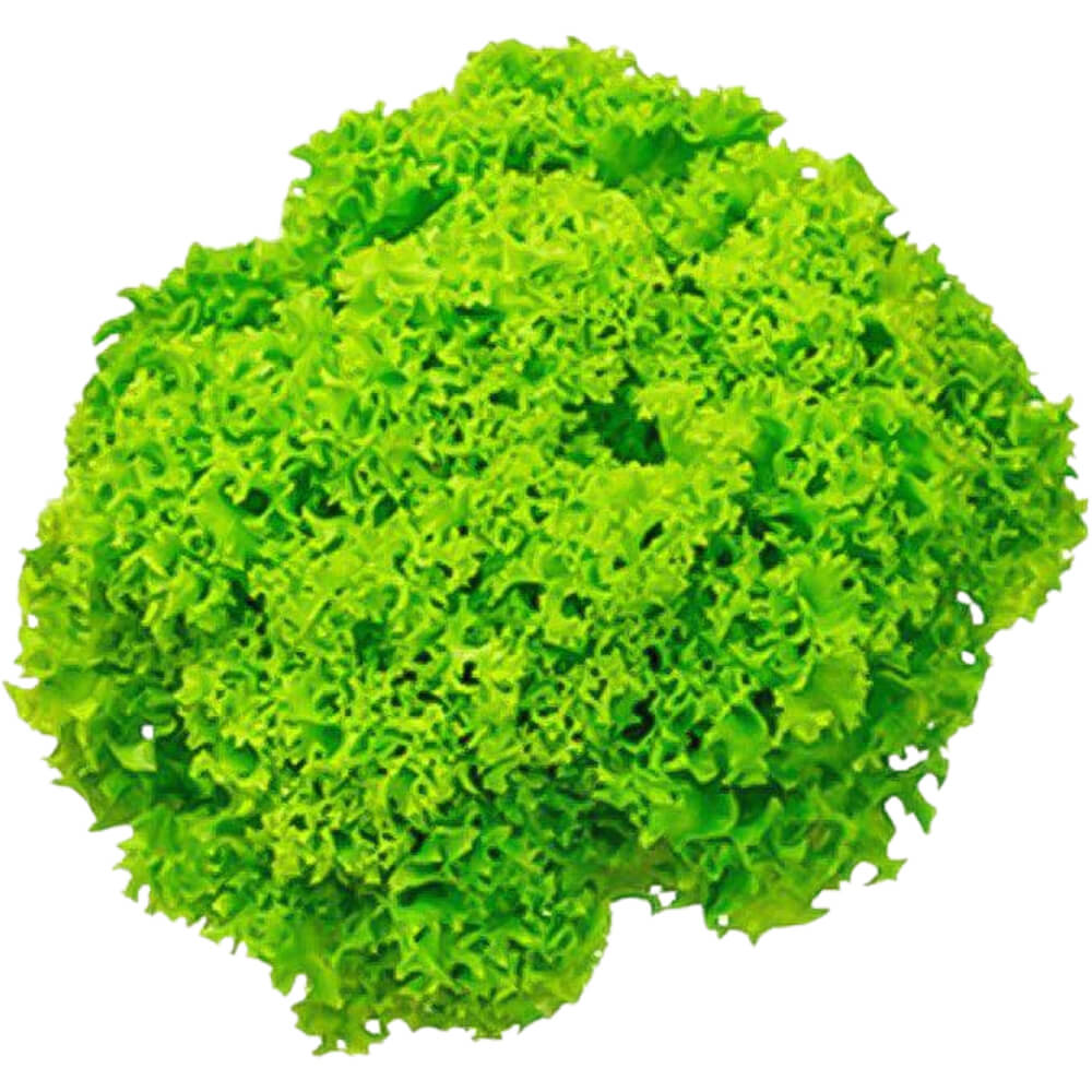 LETTUCE.  "LOLLO BIONDA" 1PCS approx 300g