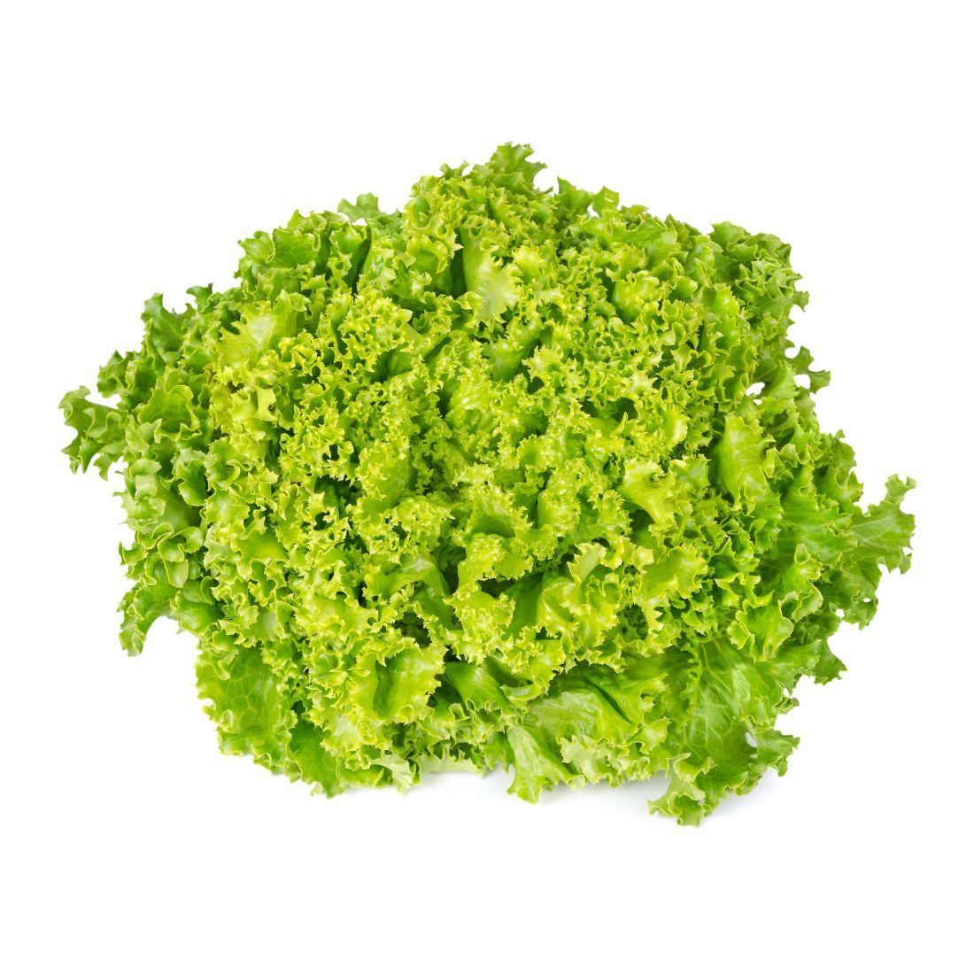 LETTUCE.  "LOLLO BIONDA" 1PCS approx 300g